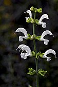 Albiflora Meadow clary in bloom in Catalonia  Spain