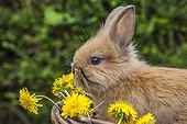 Dwarf rabbit in a basket with flowers Dandelion - France