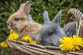 Dwarf rabbits in a basket with flowers Dandelion - France