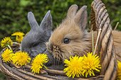 Dwarf rabbits in a basket with flowers Dandelion - France