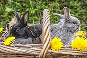 Dwarf rabbits in a basket with flowers Dandelion - France