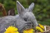 Dwarf rabbit in a basket with flowers Dandelion - France