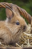 Dwarf rabbit in a wicker basket - France