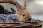 Dwarf rabbits in a wicker basket - France