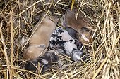 Young dwarf rabbits in the straw - France ; A few days old