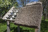 Thatched roof Demonstration - Normandy France  ; Museum of apple and pear 