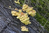 Sulfur Polypores on an old trunk - Normandy France