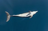 Bottlenose dolphin with attached remora - Gulf of California