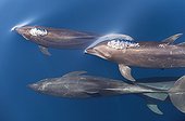 Botlenose dolphins at surface - Gulf of California.