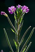 Great hairy willowherb in bloom in Catalonia - Spain