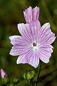 Musk mallow in bloom in Catalonia - Spain