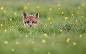 Cub Red Fox coming out his den in a meadow at spring - GB