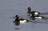 Flock Tufted Duck swimming in winter - GB