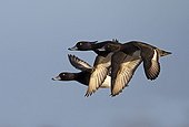 Flock Tufted Duck in flight in winter - GB