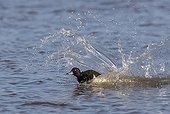 Tufted Duck landing on water in winter - GB