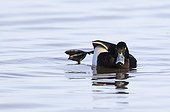 Tufted Duck stretching its leg on water in winter - GB