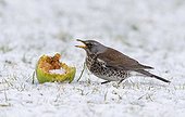 Fieldfare eating an apple in the snow in winter - GB
