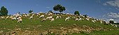 Ewe herd in a meadow - Catalonia - Spain