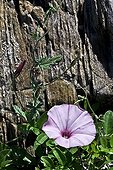 Mallow bindweed in bloom - Catalonia -Spain