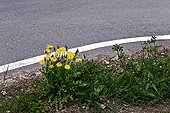 Common dandelion in bloom on a road side - Catalonia -Spain