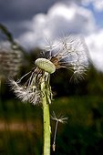 Common dandelion in fruit - Catalonia -Spain