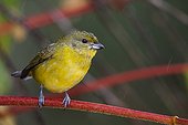 Purple-throated Euphonia in rain - Atlantic forest Brazil