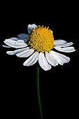 German chamomile - Catalonia - Spain