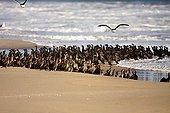Cape Cormorants on beach - Sandwich bay Namibia
