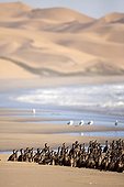 Cape Cormorants on beach - Sandwich bay Namibia