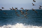 Cape Cormorants in flight - Sandwich bay Namibia