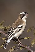 White-browed sparrow-weaver - Namib Naukluft Namibia