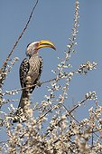 Southern yellow-billed Hornbill on a branch - Etosha Namibia