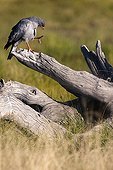 Pale Chanting Goshawk on dead tree - Etosha Namibia