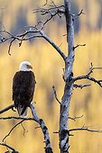 Bald eagle on dead tree at dawn - Jasper Alberta Canada