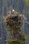 Bald eagle at nest - Jasper Alberta Canada