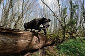 Great Dane jumping over a forest trunk - France