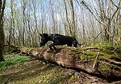 Great Dane jumping over a forest trunk - France