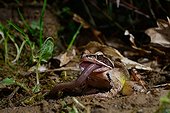 Agile frog eating an earthworm - Poitou France