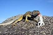 Collared lizard eating a Zebra-tailed lizard - Death valley 
