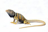 Desert Collared Lizard on white background