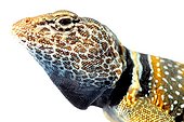 Portrait of Desert Collared Lizard on white background