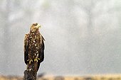 White-tailed Eagle on a pole - Poland