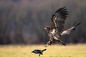 White-tailed Eagle hunting a Hooded Crow - Poland