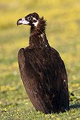 Cinereous Vulture on ground - Alcudia Valley Spain