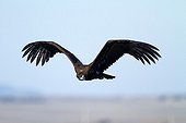 Cinereous Vulture in flight - Alcudia Valley Spain