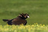 Cinereous Vulture on ground - Alcudia Valley Spain