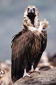 Cinereous Vulture on a branch - Spain