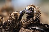 Cinereous Vultures grooming - Spain
