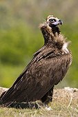 Cinereous Vulture on ground - Spain