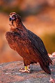 Cinereous Vulture on ground at sunrise - Guadarrama Spain